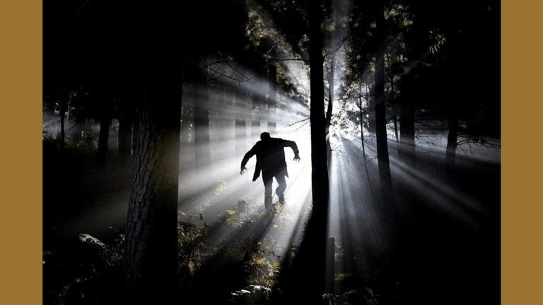 araignée chez les bosses