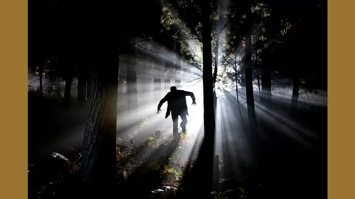 araignée chez les bosses